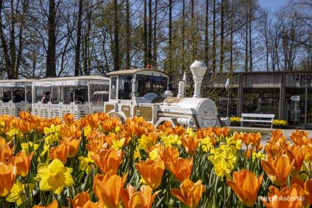 Spomladanska razstava Arboretum Volčji Potok Foto Mateja Račevski-16